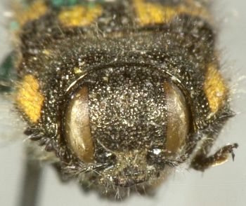 Media type: image;   Entomology 2725 Aspect: head frontal view